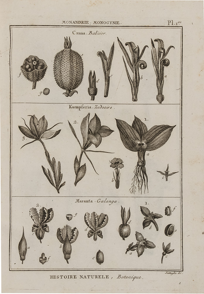 028c_Jean-Baptiste-Monet-Lamarck_Tableau-enciclopedique-et-methodique_Tavv_botaniche_Scattaglia1