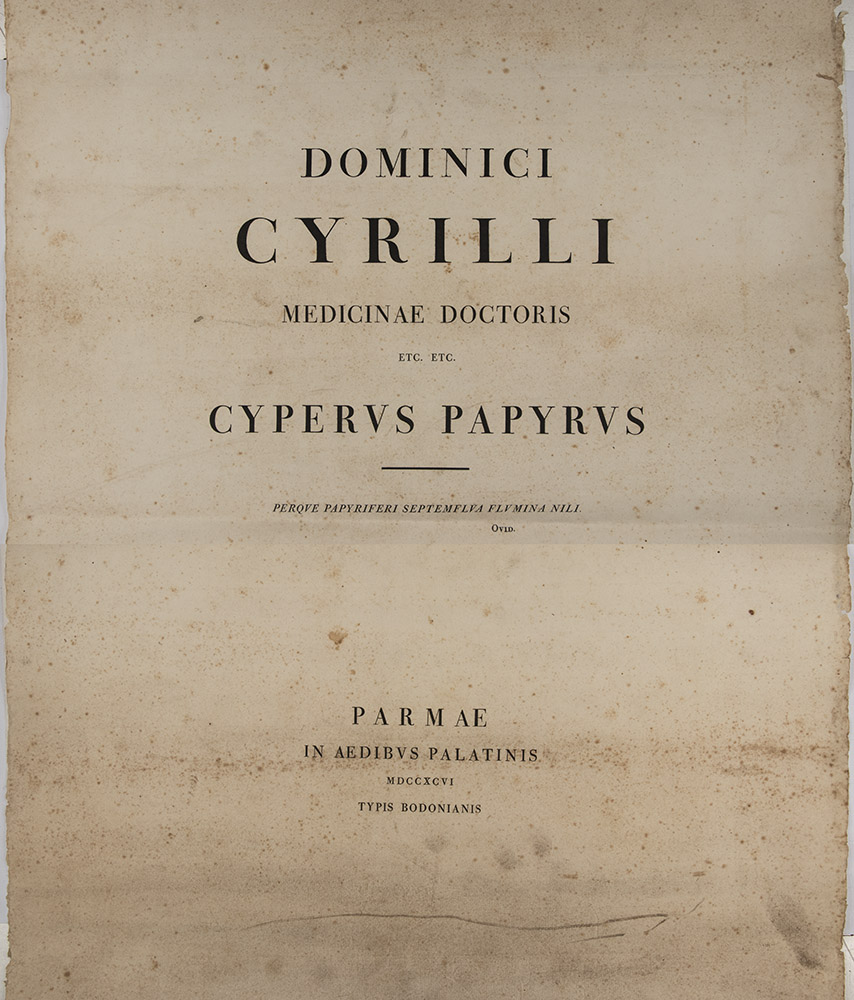 020b_Domenico-Cirillo_Cyperus-papyrus