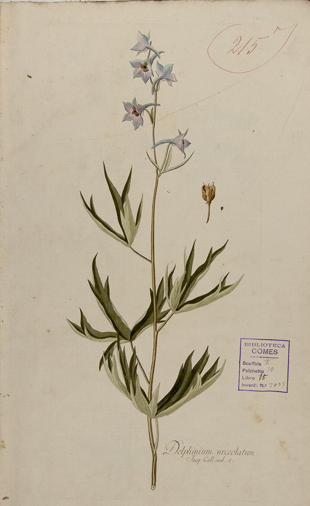 023b_Nikolaus-Joseph-von-Jacquin_Icones_Plantarum_Example
