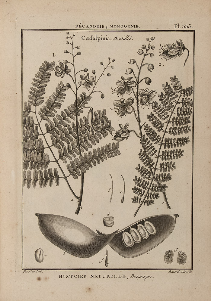 028b_Jean-Baptiste-Monet-Lamarck_Tableau-enciclopedique-et-methodique_Tavv_botaniche_Scattaglia