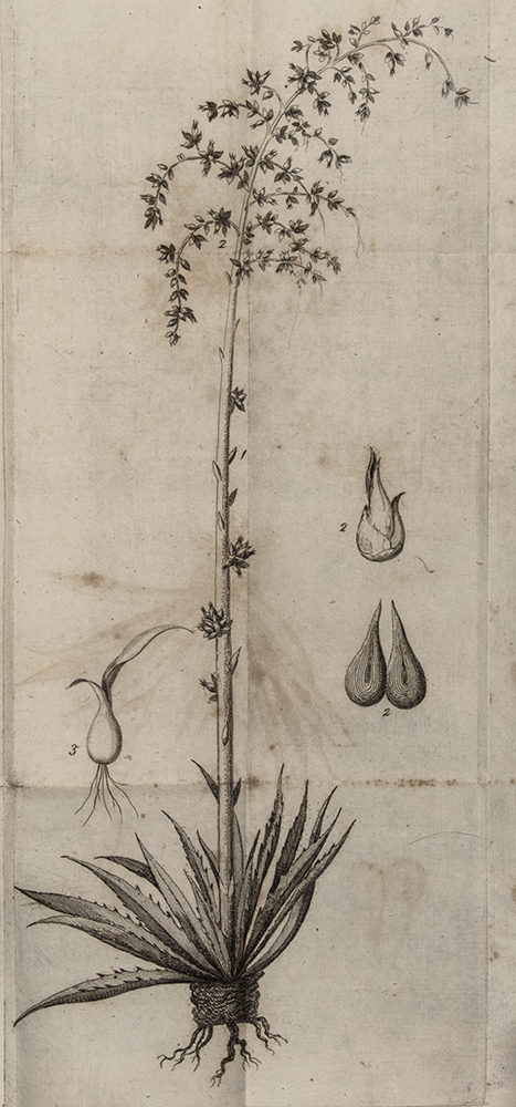 034b_Luigi-Rodati_Index-Plantarum_Tav