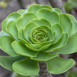 succulente1