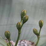succulente11